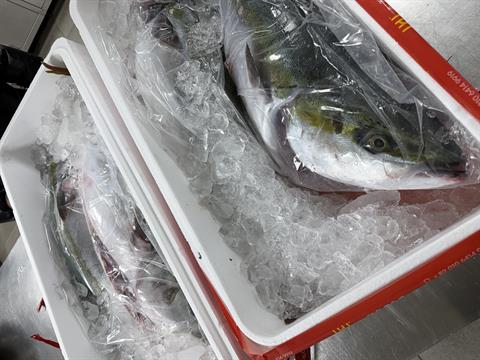 🐟✨ 13kg급 대방어 4마리 해체 특강✨🐟